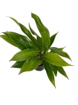 Philodendron Little Phil - S