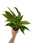 Philodendron Little Phil - S