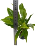 Philodendron Little Phil - S