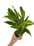 Philodendron Little Phil - S