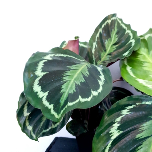 Goeppertia (Calathea) roseopicta medallion