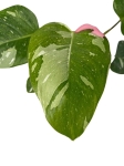 Philodendron White Princess - L (różowy gen)