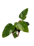 Philodendron White Princess - L (różowy gen)