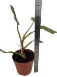 Philodendron White Princess - L (różowy gen)