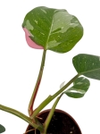 Philodendron White Princess - L (różowy gen)