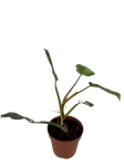 Philodendron White Princess - L (różowy gen)