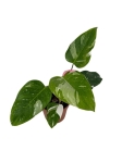 Philodendron White Princess - L (różowy gen)