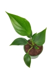 Homalomena pendula Emerald Gem - S