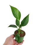 Homalomena pendula Emerald Gem - S