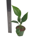 Homalomena pendula Emerald Gem - S