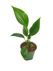 Homalomena pendula Emerald Gem 