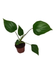 Homalomena rubescens Maggy  - S