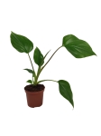 Homalomena rubescens Maggy  - S