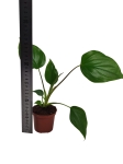 Homalomena rubescens Maggy  - S