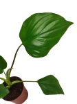 Homalomena rubescens Maggy  - S