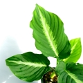 APALI1