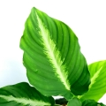 Agelonema palidinervium