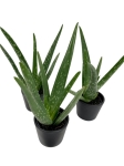 Aloe vera - S