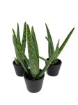 Aloe vera - S