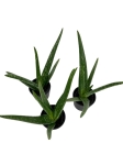 Aloe vera - S