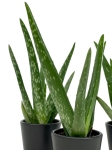 Aloe vera - S
