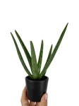 Aloe vera - S