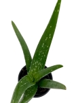 Aloe vera - S