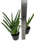 Aloe vera - S