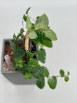 Piper ribesioides