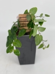 Piper ribesioides