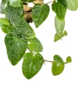 Piper ribesioides