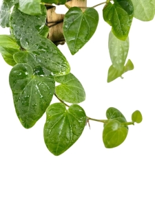  Piper ribesioides - cięty węzeł
