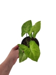 Syngonium freckles (HoP9)