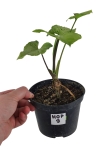 Syngonium freckles (HoP9)