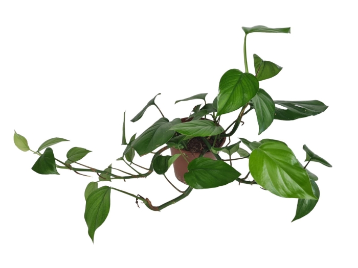 Rhaphidophora pertusa - matecznik