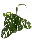 Monstera Esqueleto - matecznik