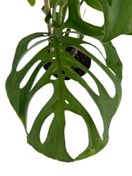 Monstera Esqueleto - cięty węzeł
