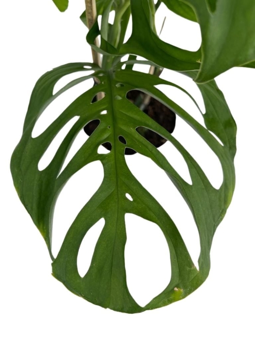 Monstera Esqueleto - matecznik