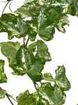 Hedera helix hvidbroget - S