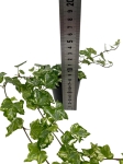 Hedera helix hvidbroget - S