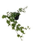 Hedera helix hvidbroget - S