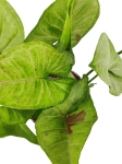 Syngonium Confetti Tricolor (HoP5)