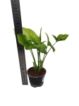 Syngonium Confetti Tricolor (HoP5)