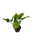 Syngonium Confetti Tricolor (HoP5)