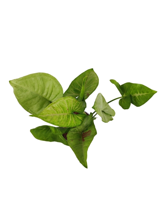Syngonium Confetti Tricolor (HoP5)