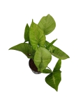 Syngonium Confetti Tricolor (HoP5)