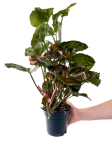 Syngonium Strawberry Ice XL