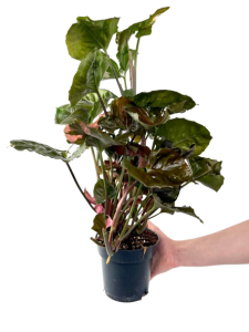Syngonium Strawberry Ice - XL