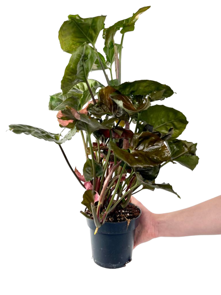 Syngonium Strawberry Ice XL