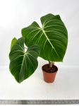 Philodendron gloriosum White Veins  wymiary